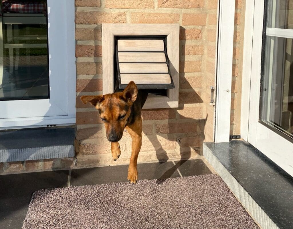 Dog jumps through a beautiful wooden Tomsgates dog flap installed in the wall draft-free safe and quiet