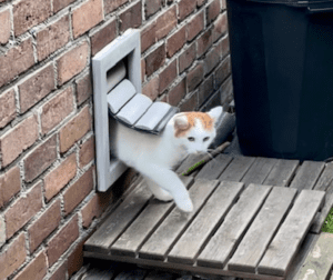 A small kitten leaves the house through a draught-free wooden cat flap from Tomsgates installed in a brick insulated cavity wall