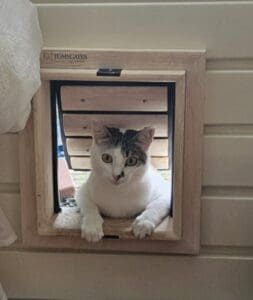 Klein katje leert door een Tomsgates houten kattenluik het huis binnen en buiten te gaan volgens de 3-stappen training om het kattenluik of hondenluik te leren gebruiken