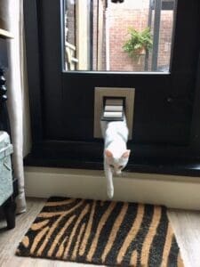 Un chat mince entre dans le salon par une chatière extra petite en bois fait par Tomsgates et installée dans une porte vitrée en noire