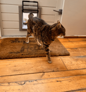 Tiger cat entering the house through a wooden cat flap made by Tomsgates installed in a garden door with an oiled antique floor and a thick coconut doormat