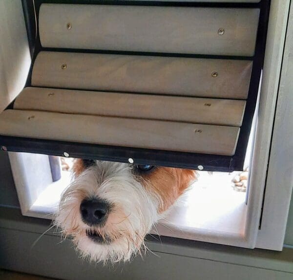 Fox Terrier dog peeks in through the flexible flap of a wooden dog door and cat door from Tomsgates